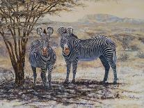 Two Young Giraffes-Peter Blackwell-Art Print