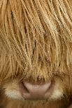 Close-Up of Highland Cow (Bos Taurus) Showing Thick Insulating Hair, Isle of Lewis, Scotland, UK-Peter Cairns-Photographic Print