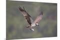 Premium Photographic Print