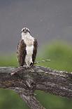 Osprey (Pandion Haliaetus) with Fish Prey, Cairngorms National Park, Scotland, UK, May-Peter Cairns-Framed Photographic Print