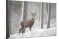 Premium Photographic Print