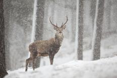 Red Deer (Cervus Elaphus) Stag in Pine Forest in Snow Blizzard, Cairngorms Np, Scotland, UK-Peter Cairns-Photographic Print