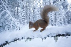 Red Squirrel (Sciurus Vulgaris) on Snow-Covered Branch in Pine Forest, Highlands, Scotland, UK-Peter Cairns-Photographic Print