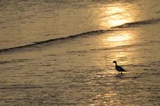 Sunrise over Coastal Mudflats with Shelduck Feeding, Campfield Marsh, Solway Firth, Cumbria, UK-Peter Cairns-Photographic Print