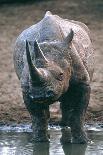 Black Rhinoceros Drinking-Peter Chadwick-Photographic Print