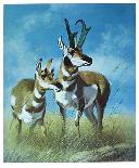 Pronghorn Antelope-Peter Darro-Limited Edition