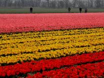 Workers amidst Fields of Tulips and Daffodils near Sint Maartensvlotbrug, Netherlands-Peter Dejong-Photographic Print