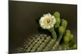 Premium Photographic Print