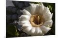 Premium Photographic Print