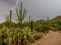 USA, Arizona, Tucson, Saguaro National Park West, Lightning-Peter Hawkins-Photographic Print