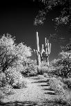 USA, Arizona, Tucson, Saguaro National Park West, Lightning-Peter Hawkins-Framed Photographic Print