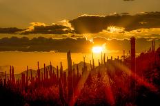 USA, Arizona, Tucson, Saguaro National Park-Peter Hawkins-Photographic Print