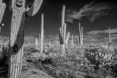 USA, Arizona, Tucson, Saguaro National Park West, Lightning-Peter Hawkins-Photographic Print