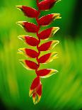Heliconia Flower, Nadi, Fiji-Peter Hendrie-Photographic Print