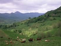 Salers Cows in Pastures, Cantal Mountains, Auvergne, France-Peter Higgins-Photographic Print