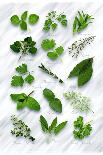 Still Life with Different Types of Cabbages-Peter Howard Smith-Photographic Print