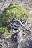 Gnarled vegetation in Cap de Creus, Costa Brava, Catalonia, Spain-Peter Kreil-Photographic Print