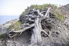 Gnarled vegetation in Cap de Creus, Costa Brava, Catalonia, Spain-Peter Kreil-Photographic Print