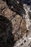 Gnarled vegetation in Cap de Creus, Costa Brava, Catalonia, Spain-Peter Kreil-Photographic Print