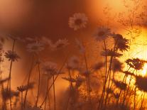 Dusk Daisies-Peter Lilja-Framed Photographic Print