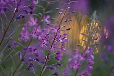 Dusk Daisies-Peter Lilja-Framed Photographic Print