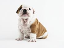 Bulldog Puppy-Peter M^ Fisher-Photographic Print