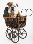 English Bulldog Puppy in a Wheelbarrow-Peter M. Fisher-Photographic Print
