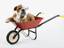 English Bulldog Puppy in a Baby Carriage-Peter M. Fisher-Photographic Print