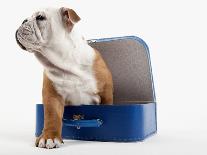 English Bulldog Puppy Sitting in a Lunch Box-Peter M. Fisher-Photographic Print