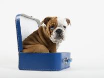 English Bulldog Puppy Sitting in a Lunch Box-Peter M. Fisher-Photographic Print