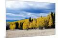Photographic Print