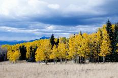 Aspen and Pines-Peter Milota Jr-Framed Premier Image Canvas