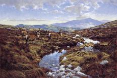 Stags-Peter Munro-Giclee Print