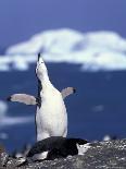 Chinstrap Penguin, Ecstatic Display, South Sandwich Is-Peter Oxford-Photographic Print