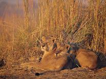 Lions Basking in Sun, Linyanti, Botswana-Peter Oxford-Framed Photographic Print