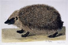 The Hedgehog, 1761-1766-Peter Paillou-Giclee Print