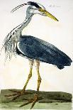 The Heron Plate from "The British Zoology Class II: Birds"-Peter Paillou-Mounted Giclee Print