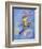 Peter Pan-Judy Mastrangelo-Framed Giclee Print