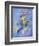 Peter Pan-Judy Mastrangelo-Framed Giclee Print