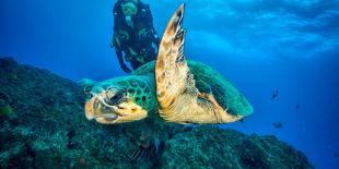 Loggerhead Turtle, (Caretta Caretta), Indian Ocean-Peter Pinnock-Premier Image Canvas