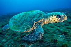 Loggerhead Turtle, (Caretta Caretta), Indian Ocean-Peter Pinnock-Framed Photographic Print