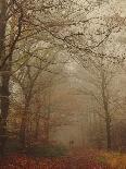 Foggy Forest-Peter Polter-Photographic Print