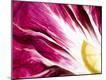 Premium Photographic Print