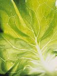 Lettuce Leaf Detail-Peter Rees-Photographic Print