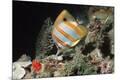 Premium Photographic Print