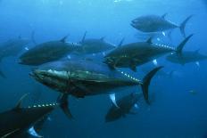Longtail Tuna Fish-Peter Scoones-Photographic Print