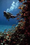 Stoplight Parrotfish Supermale-Peter Scoones-Photographic Print
