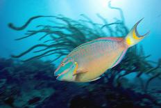 Coelacanth Fish-Peter Scoones-Premium Photographic Print