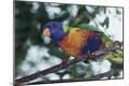 Photographic Print