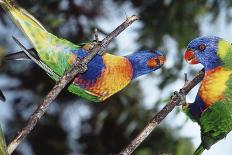 Australia, Eastern States of Australia, Close Up of Rainbow Lorikeet-Peter Skinner-Photographic Print
